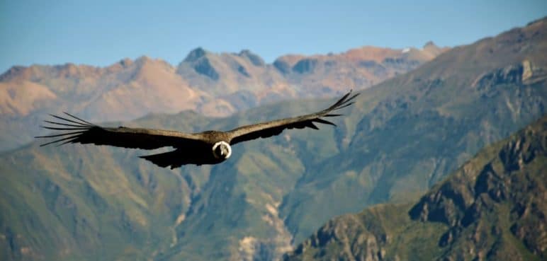 En video: Avistan cóndor de los Andes en el Valle del Cocora