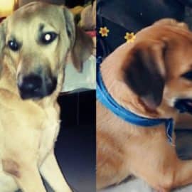 Polémica por fallecimiento de 'Killer', esto dijo el Centro de Bienestar Animal