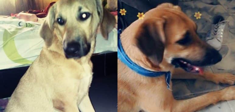 Polémica por fallecimiento de 'Killer', esto dijo el Centro de Bienestar Animal