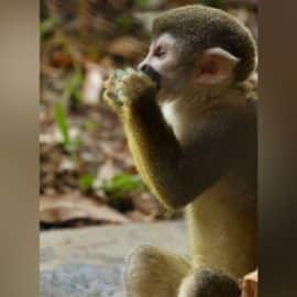 Tierna celebración: Así fue el cumpleaños de Lórien, el mono ardilla del zoo de Cali