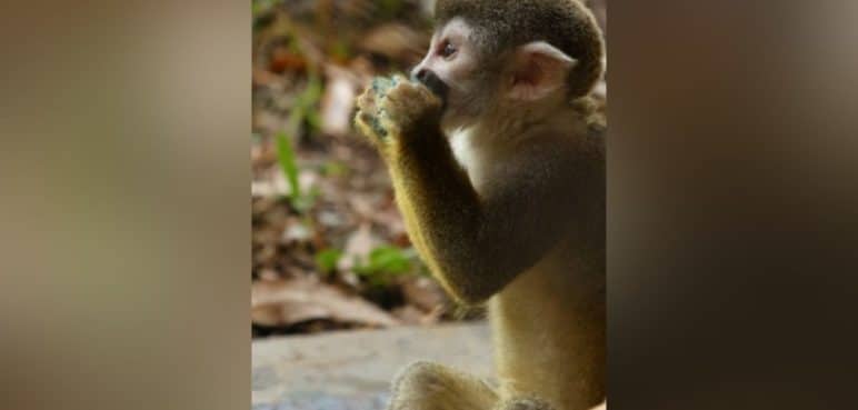 Tierna celebración: Así fue el cumpleaños de Lórien, el mono ardilla del zoo de Cali