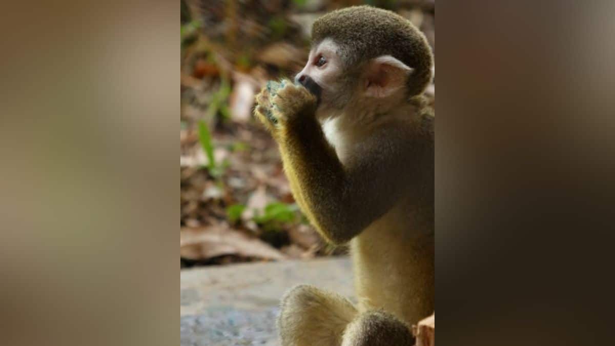 Tierna celebración: Así fue el cumpleaños de Lórien, el mono ardilla del zoo de Cali