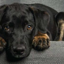 Estas son las líneas de atención para denunciar maltrato animal