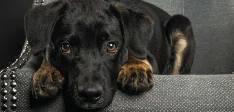 Estas son las líneas de atención para denunciar maltrato animal