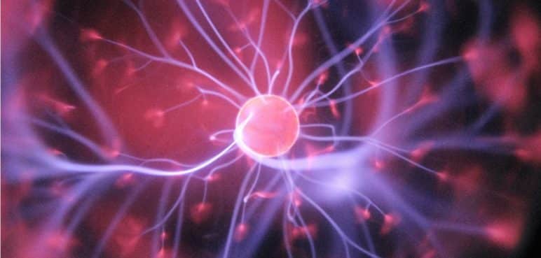Este alimento mejora la memoria y la actividad neuronal; fácil de cocinar