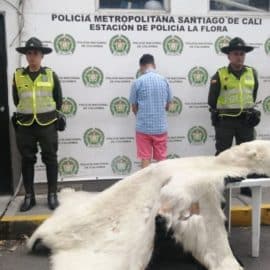 Insólito: Incautan piel de oso polar en el Oeste de Cali