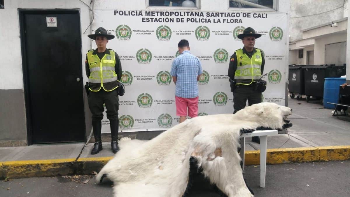 Insólito: Incautan piel de oso polar en el Oeste de Cali