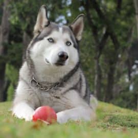 Perro casi fallece tras ser electrocutado en un parque del norte de Cali