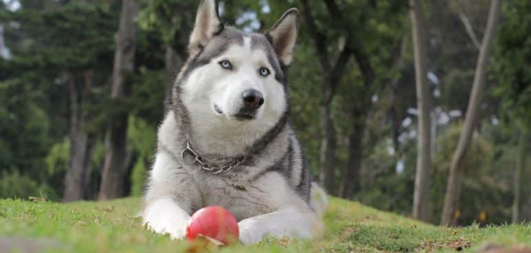 Perro casi fallece tras ser electrocutado en un parque del norte de Cali