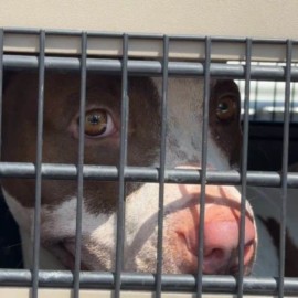 Caso de maltrato animal en Jamundí ha causado indignación en la ciudadanía