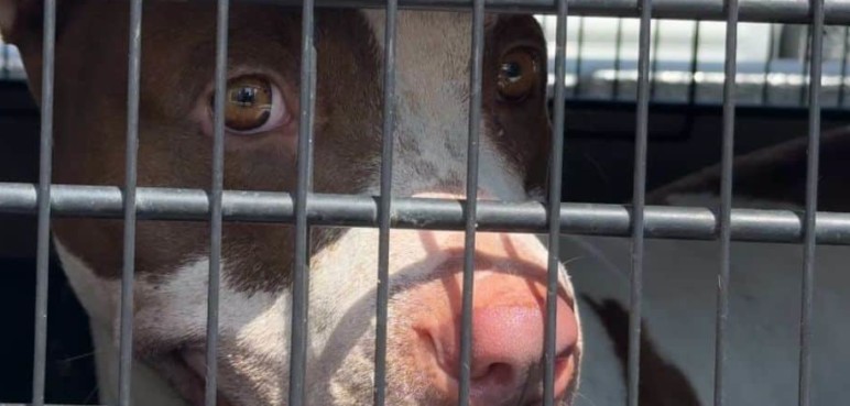 Caso de maltrato animal en Jamundí ha causado indignación en la ciudadanía