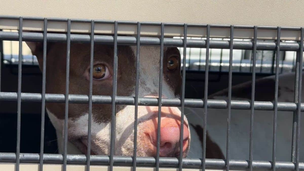 Caso de maltrato animal en Jamundí ha causado indignación en la ciudadanía