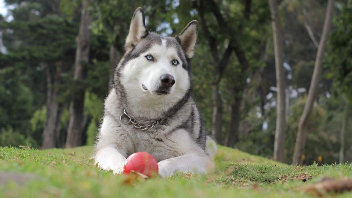 Perro casi fallece tras ser electrocutado en un parque del norte de Cali