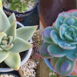 Suculentas: Conozca estos consejos para mantenerlas hermosas