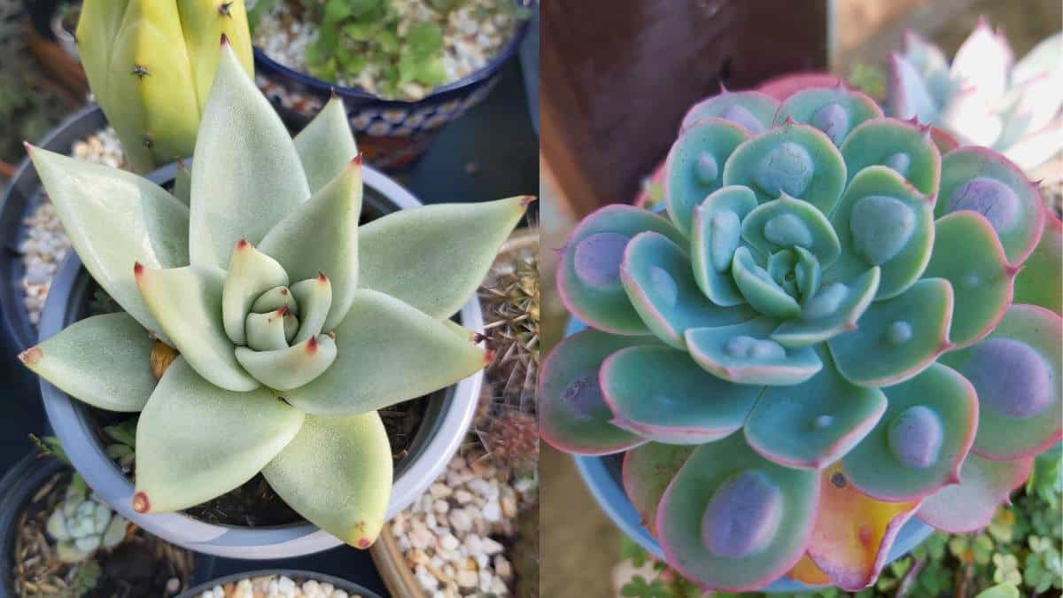 Cultivando vida: Una guía para plantar un árbol (simple y sin problemas)