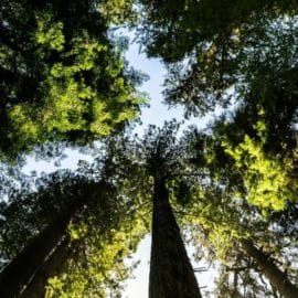 "Cali se mostrará al mundo": Gustavo Petro habló sobre la COP16