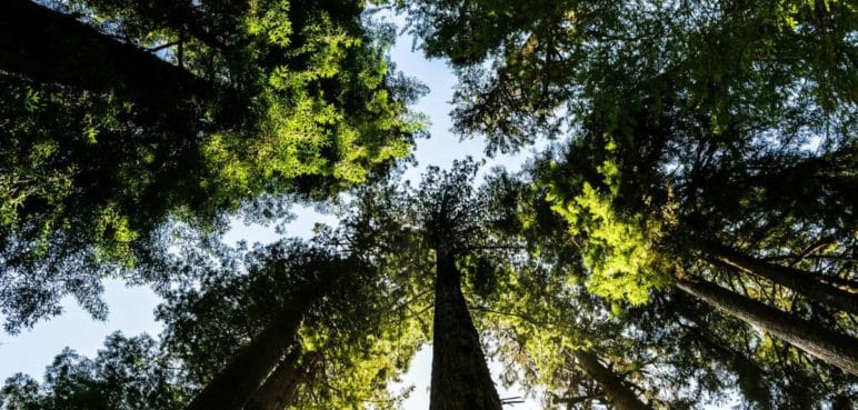 "Cali se mostrará al mundo": Gustavo Petro habló sobre la COP16