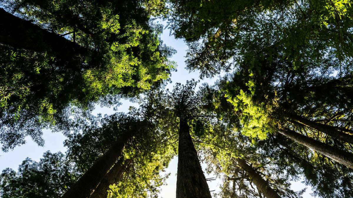 "Cali se mostrará al mundo": Gustavo Petro habló sobre la COP16