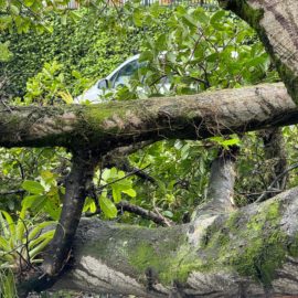 árbol-caído-bochalema