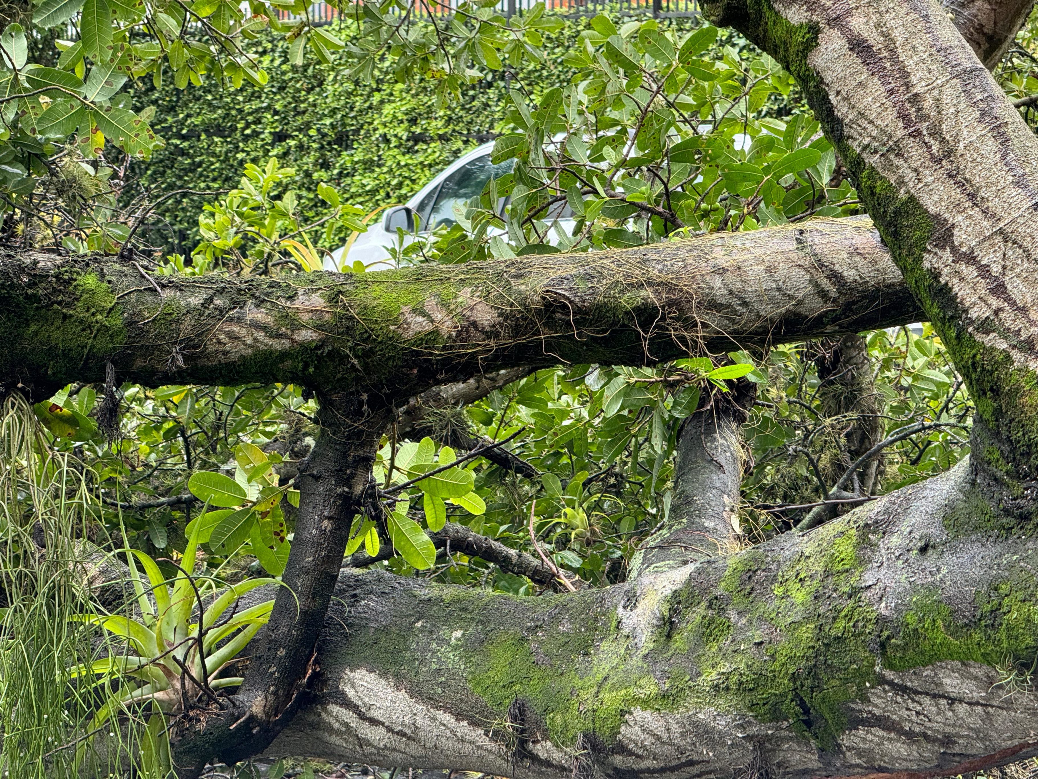 árbol-caído-bochalema