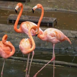 ¡Niños podrán entrar gratis al Zoológico de Cali!: Esta es la fecha y requisitos