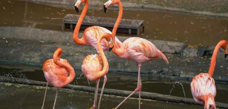 ¡Niños podrán entrar gratis al Zoológico de Cali!: Esta es la fecha y requisitos