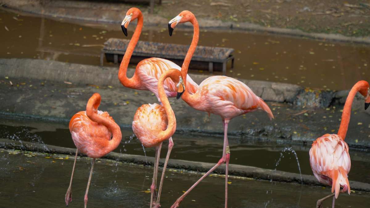 ¡Niños podrán entrar gratis al Zoológico de Cali!: Esta es la fecha y requisitos