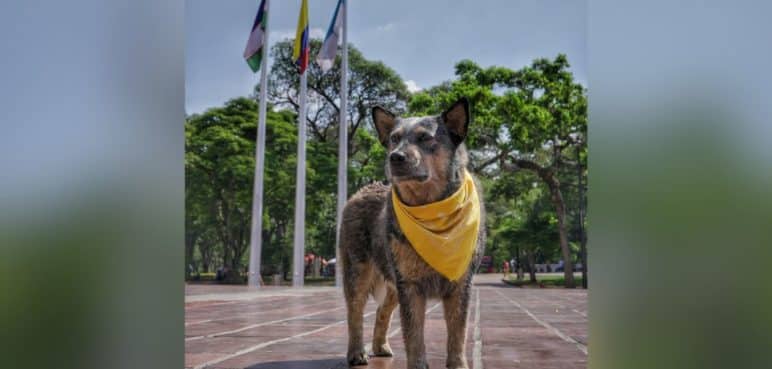 ¡Adiós Akira! Confirman el fallecimiento de la 'Alcaldesa perruna' de Cali