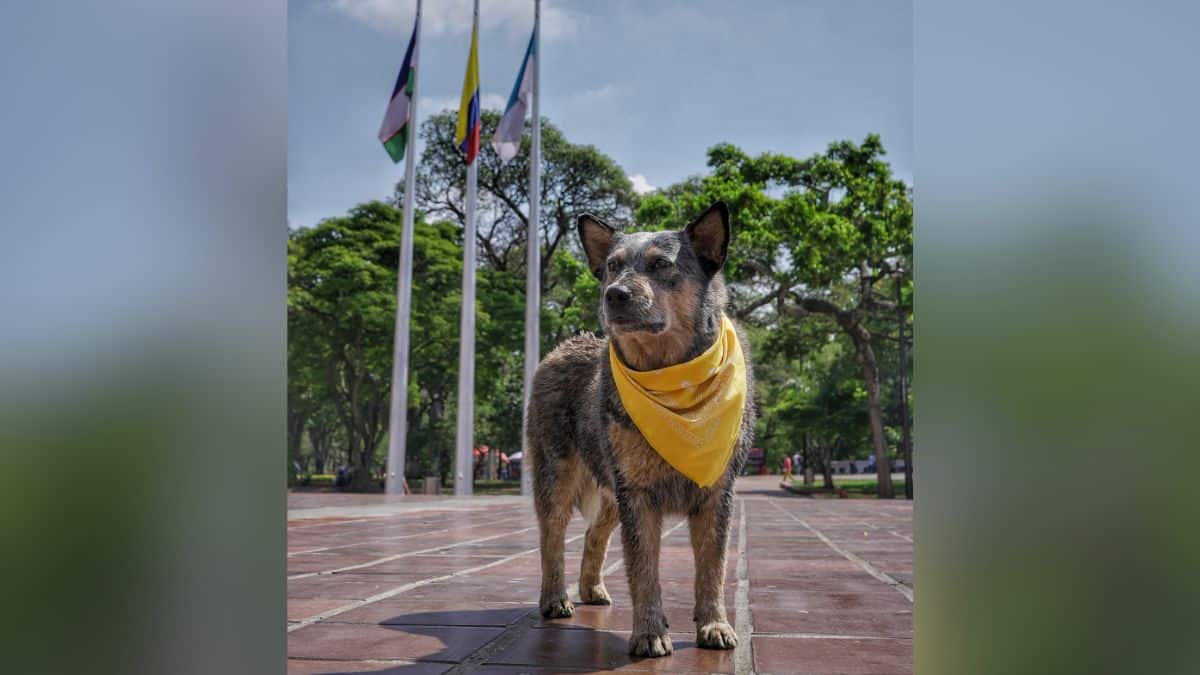 ¡Adiós Akira! Confirman el fallecimiento de la 'Alcaldesa perruna' de Cali