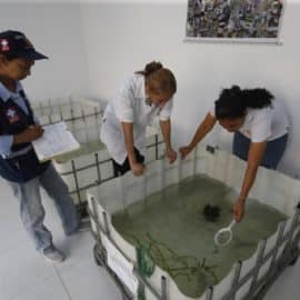El 'ejército' de peces guppy con el que combaten el dengue en Cali