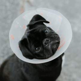 Primeros auxilios para mascotas: Esto es lo que debería hacer ante una emergencia
