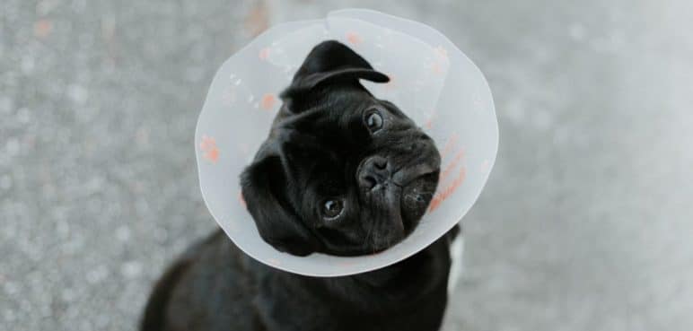 Primeros auxilios para mascotas: Esto es lo que debería hacer ante una emergencia
