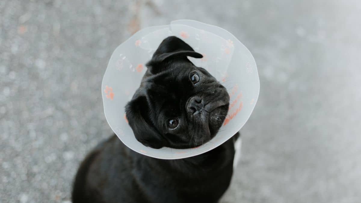 ¿Por qué las personas prefieren tener mascotas en lugar de hijos?
