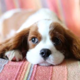 ¿Existe un permiso laboral para el duelo por la pérdida de una mascota en Colombia?