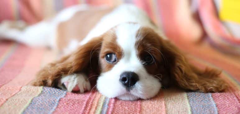 ¿Existe un permiso laboral para el duelo por la pérdida de una mascota en Colombia?