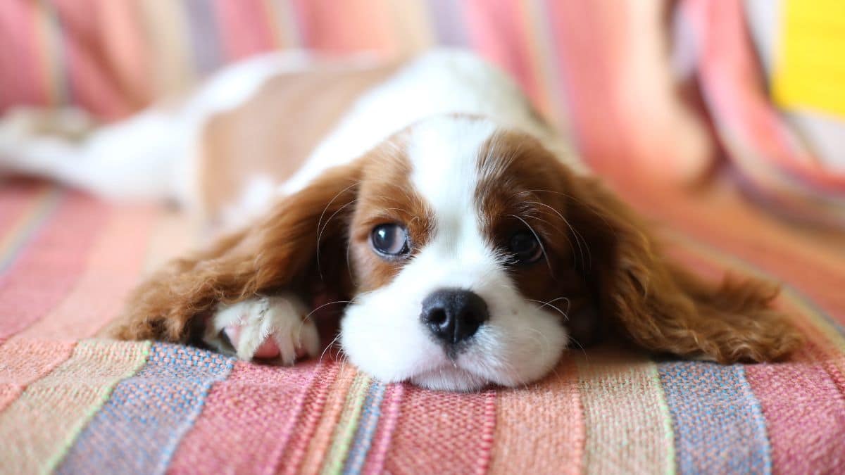 Primeros auxilios para mascotas: Esto es lo que debería hacer ante una emergencia
