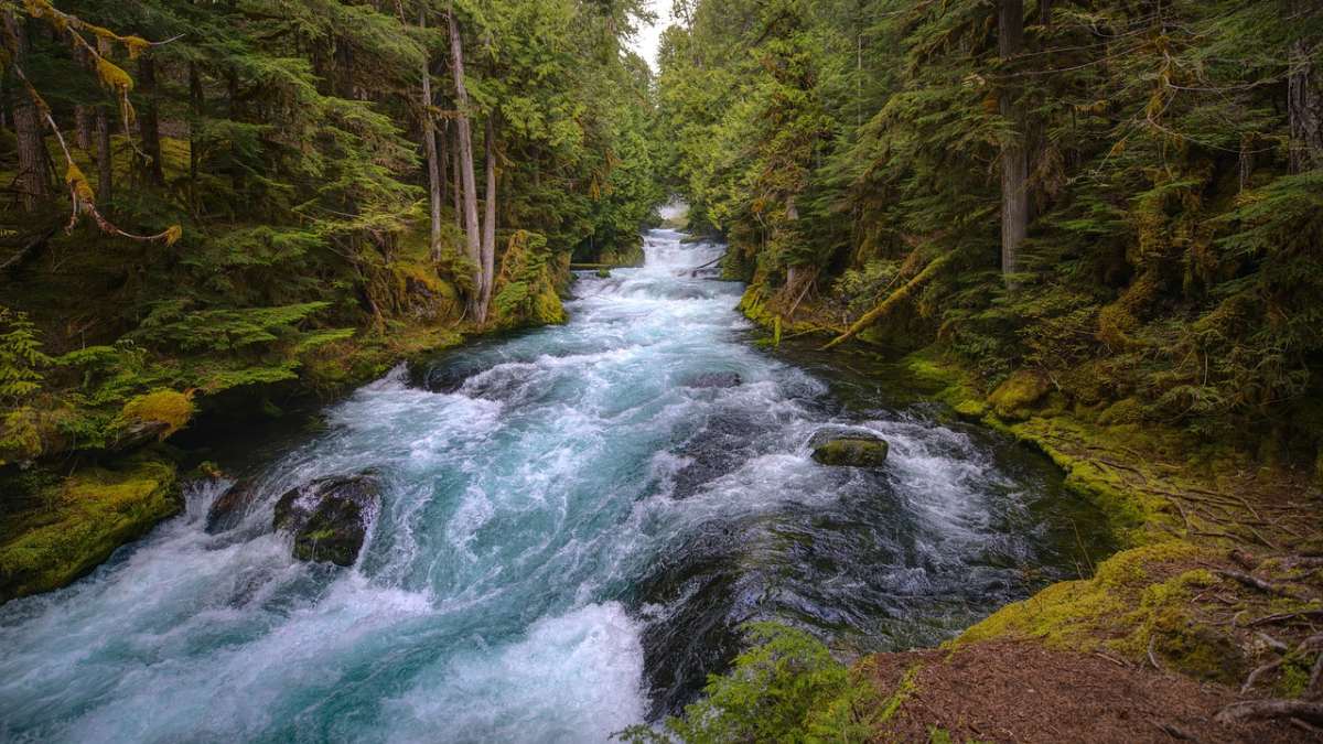El icónico río Caño Cristales en La Macarena vuelve a recibir visitantes