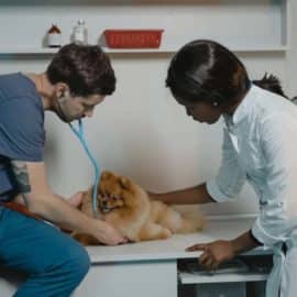Homenaje a los guardianes de los animales: Se conmemora el Día del Veterinario