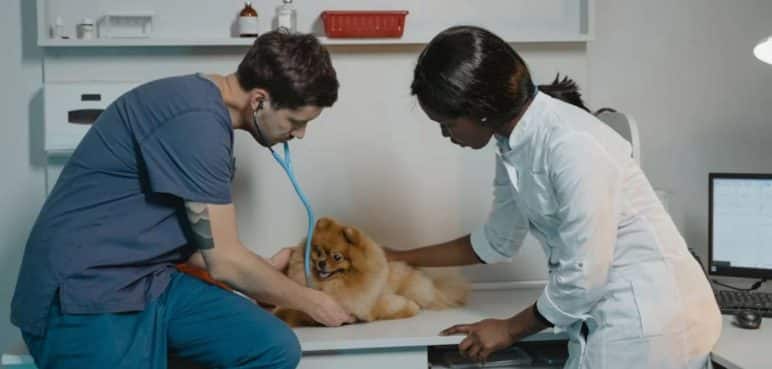 Homenaje a los guardianes de los animales: Se conmemora el Día del Veterinario